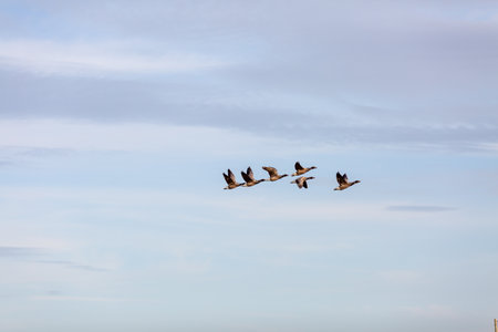 Flock of geese flying in formation in winter in a natural parkの写真素材
