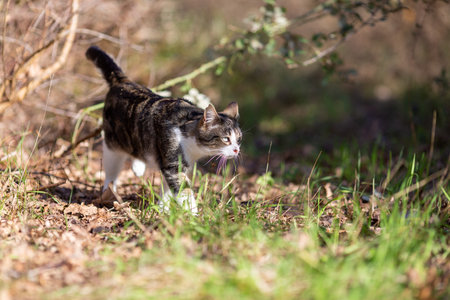 a gray cat walks in the forestの写真素材
