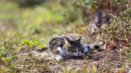 a gray tiger cat walks in the forestの写真素材