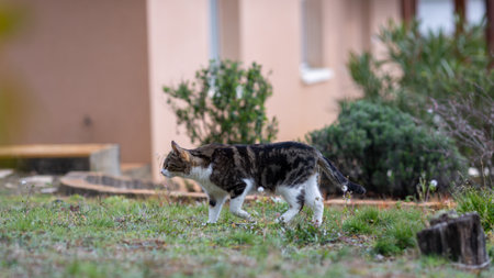 a gray tabby cat walks on the grass in front of a houseの写真素材
