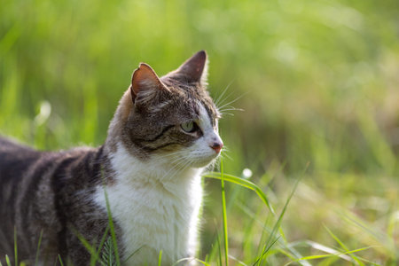 Young cat on a green grass