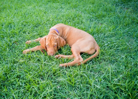 a brown puppy small vizsla dog resting on the grass at the backyard looking at the cameraの写真素材