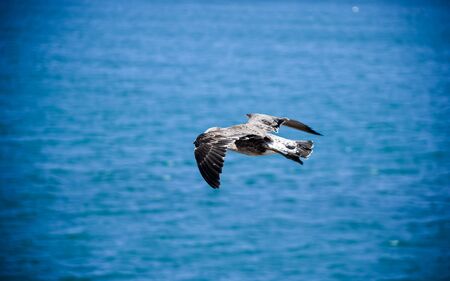 A beautiful Patagonian big bird, flying with its long wings over the blue sea and sky near Tierra...