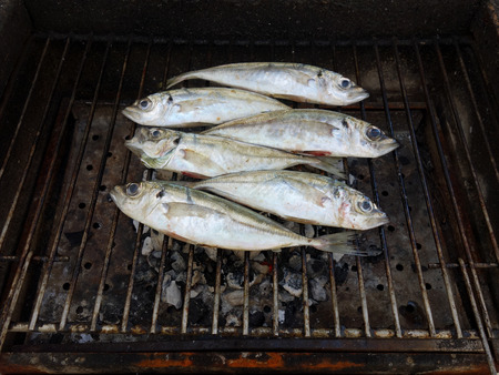 Grilled mackerel fish over the coals on a barbecue.の写真素材