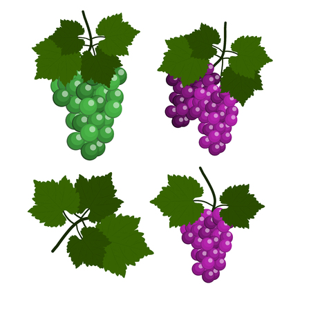 Set of Grapes isolated in white background.のイラスト素材