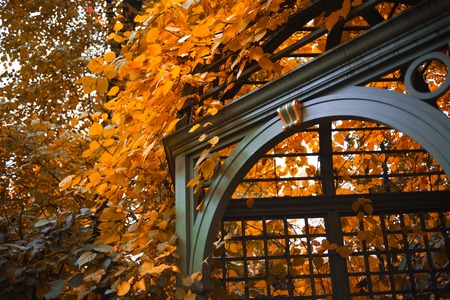 Beautiful gazebo surrounded by autumn leaves