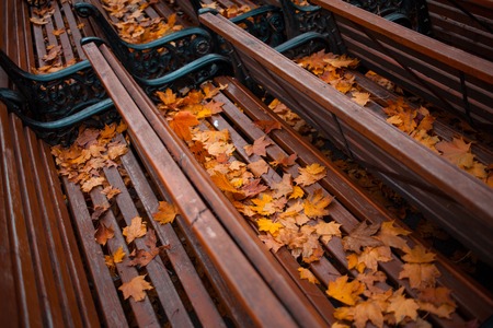 Many of benches in autumn Park covered with leavesの写真素材