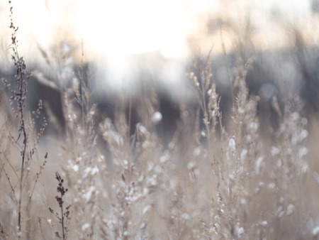 winter background. spikelets covered with a frostの写真素材
