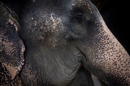 Head of the old Asian elephant, close-upの写真素材