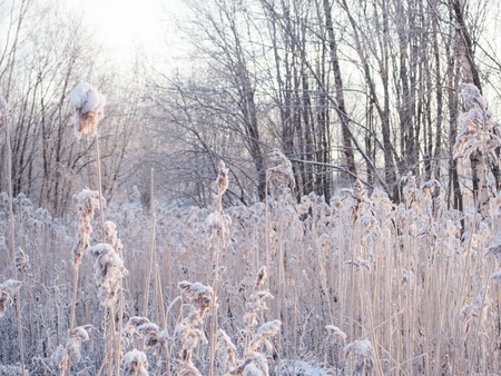 winter background. spikelets covered with a frostの写真素材