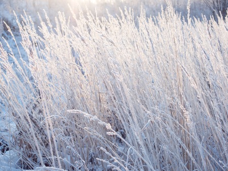 winter background. spikelets covered with a frostの写真素材