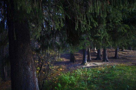 Pine forest, natural background. In the foreground pine branches in focus, image blur
