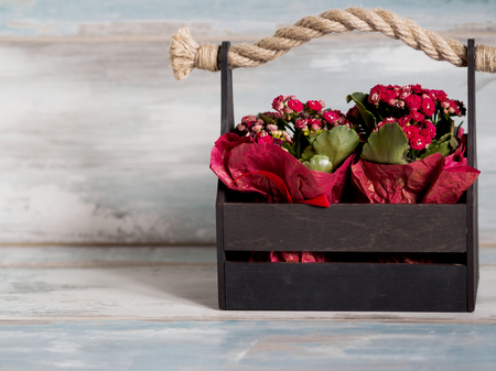 Beautiful pot of flowers wrapped in red paper, gift in a wooden basketの写真素材