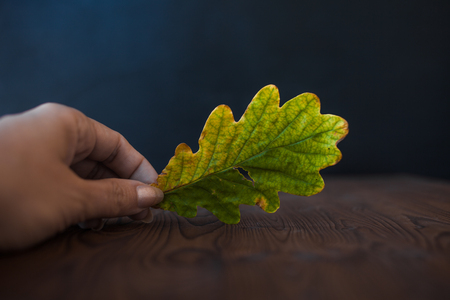 The oak leaf. To hold a handの写真素材