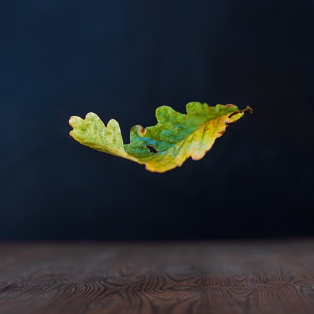 Falling oak leaves, dark background and wooden surface.の写真素材