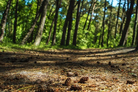 Path in spruce forest, the Cones on the ground