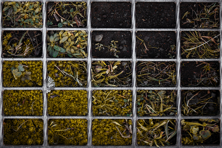 Grass and moss in cells, close-upの写真素材