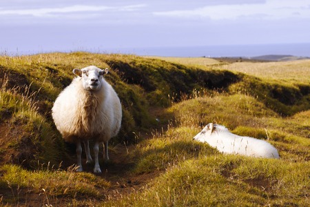 Sheep lie on the field, wildlife Icelandの写真素材