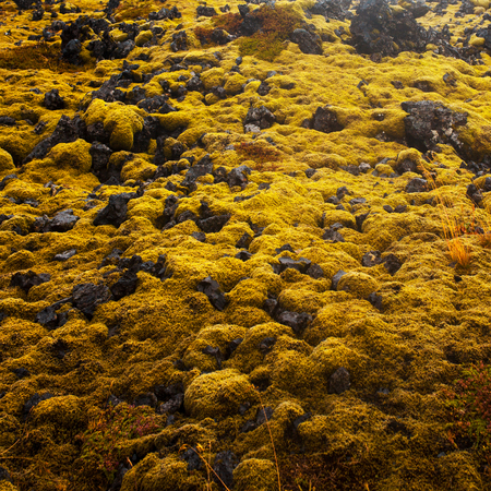 Vast lava fields in Iceland.の写真素材