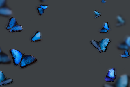Background with blue butterflies on a gray backgroundの写真素材