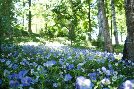 Many blue flowers in a forest glade, a beautiful natural backgroundの写真素材