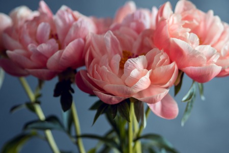 Beautiful pink peonies, flowers close-up, small depth of fieldの写真素材
