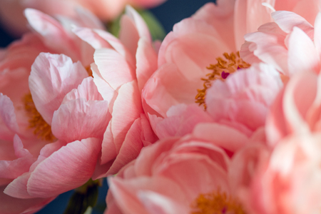 Beautiful pink peonies, flowers close-up, small depth of fieldの写真素材