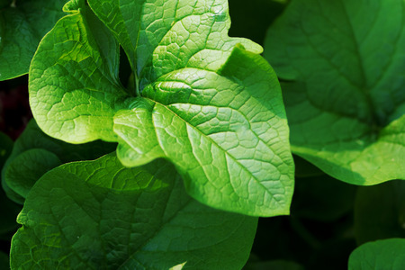 Fresh green leaf, close-up. Ecology and nature, natural background. Plantの写真素材