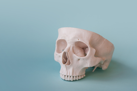 Human skull on clear blue background. Open skull without lower jaw. Medical concept, free space for textの写真素材