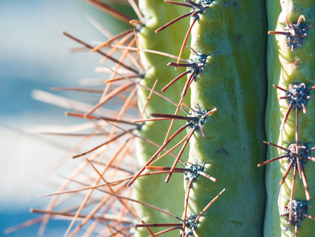 Cactus, long spines. Beautiful natural texture, close-upの写真素材
