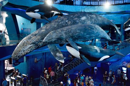 VLADIVOSTOK, RUSSIA - AUGUST 18, 2018: Whales, sculptures under the ceiling. The design of the hall of the Vladivostok Oceanariumのeditorial素材