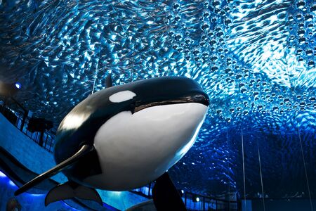 VLADIVOSTOK, RUSSIA - AUGUST 18, 2018: killer whale, sculpture in the lobby of the aquariumのeditorial素材