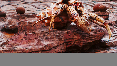 sculpture of a hermit's cancer, a large cancer in the sink, decoration near the Oceanarium.の写真素材