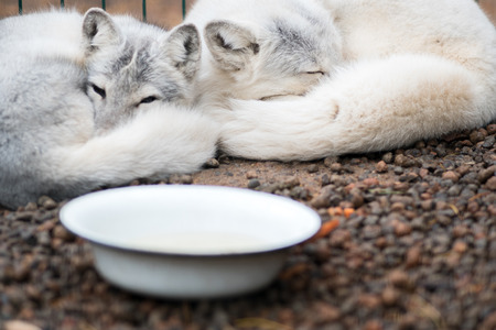 Two beautiful white Arctic foxes sleep in a zoo, curled up