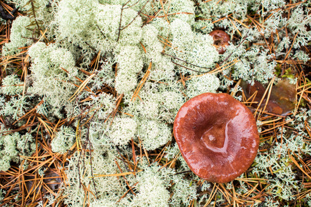 Mushrooms in the autumn forest. Coniferous forest and moss, autumn natureの写真素材