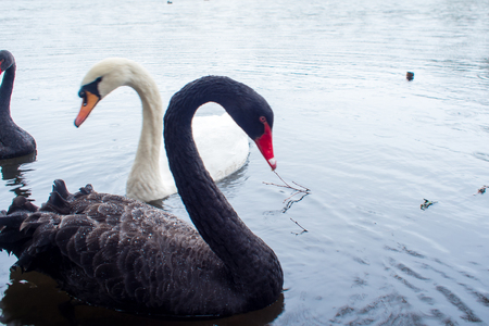Swans. Black and white swans together. Two pairs of birds swim in the lakeの写真素材