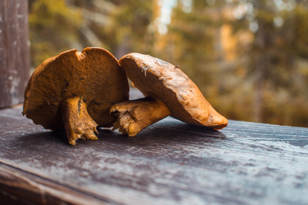 Mushrooms on a wooden table. Still life, mushroom harvest, close-up