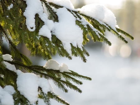 Winter. Fir branch under snow. Winter new year themeの写真素材
