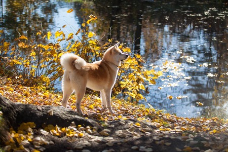 Beautiful dog breed Akita inu on a walk. Lovely dog on the lake shore. Beautiful autumn, yellow leavesの写真素材