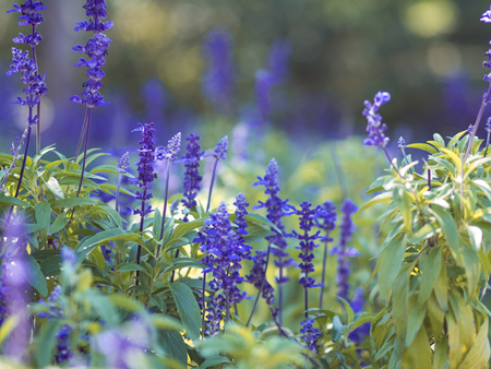 Blue wildflowers on the flower bed, low depth of focus. Summer floral backgroundの写真素材