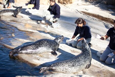 VALENCIA, SPAIN - NOVEMBER 3, 2010: staff of the nature Park feed the seals with fish. Animal care