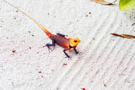little colored lizard on the sand, wildlife of the tropical Islandsの写真素材