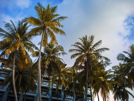 Facade of the hotel on a tropical island. Fluffy palm trees on a background of the building. Vacation packages on tropical islandsの写真素材