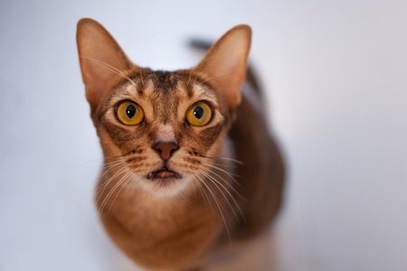 Cute redhead Abyssinian sitting on the floor in the apartment. Pet cat looking at youの写真素材