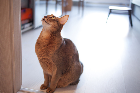 Cute red cat Abyssinian sitting on the floor in the apartment. Pet is beautiful and playfulの写真素材