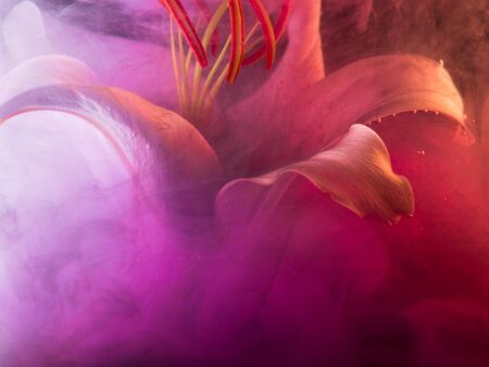 White Lily under water, of pink colour surrounds the flower. Abstract creative video, pink color swirling in the waterの写真素材