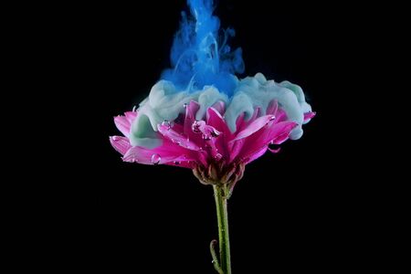 Flower under water and Splashes of colored ink, bright colors. Creative and color mix, abstract swirls of different colors on a black backgroundの写真素材