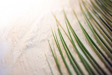 Tropical beach. Green palm leaf lies on the white fine sand. Close-up, top view, desktop wallpaper....