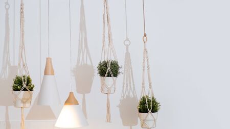 Pots with home plants hang in the interior, light Scandinavian interior design. domestic life white backgroundの写真素材