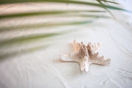 Tropical beach A green palm leaf, and lonely starfish, lie on white fine sand. Close-up, top view, desktop wallpaper. Copyspace.の写真素材